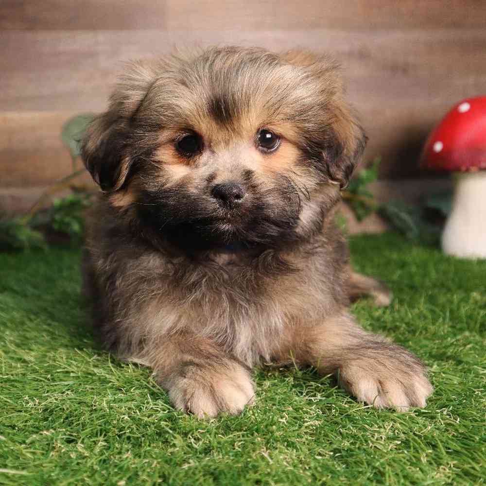 carousel pet images