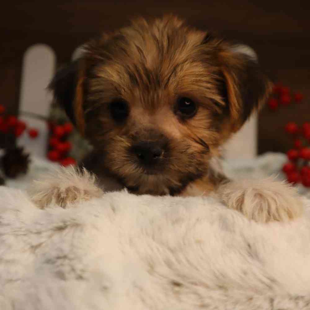 Male Shorkie Puppy for Sale in Blaine, MN