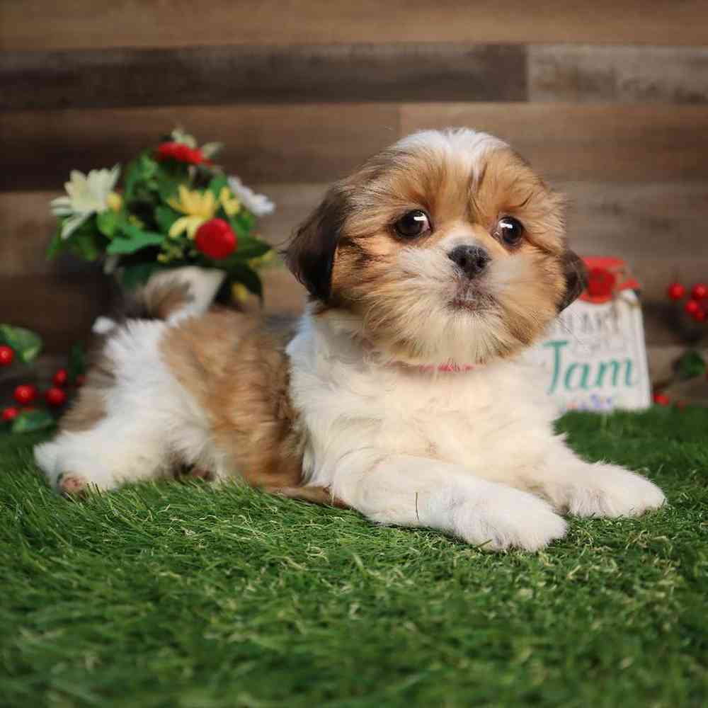 carousel pet images