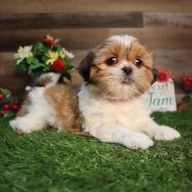 Shih Tzu