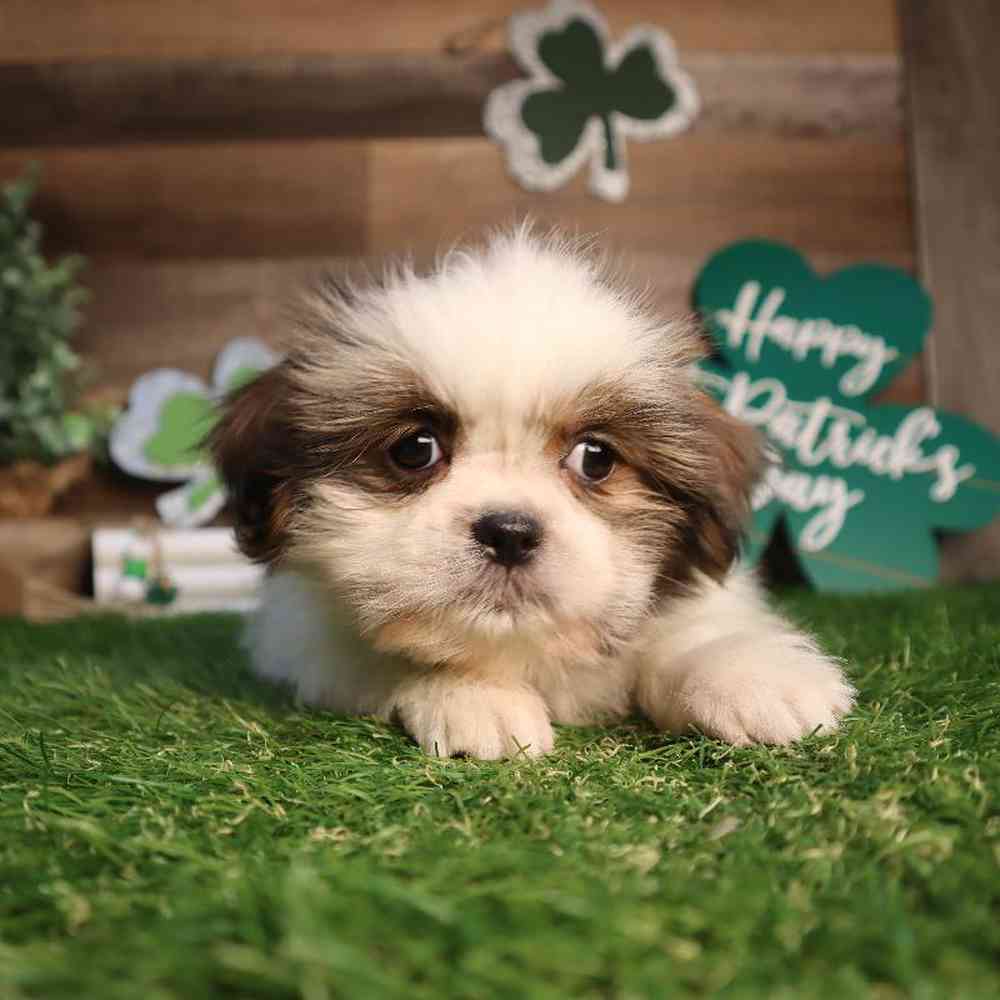 carousel pet images