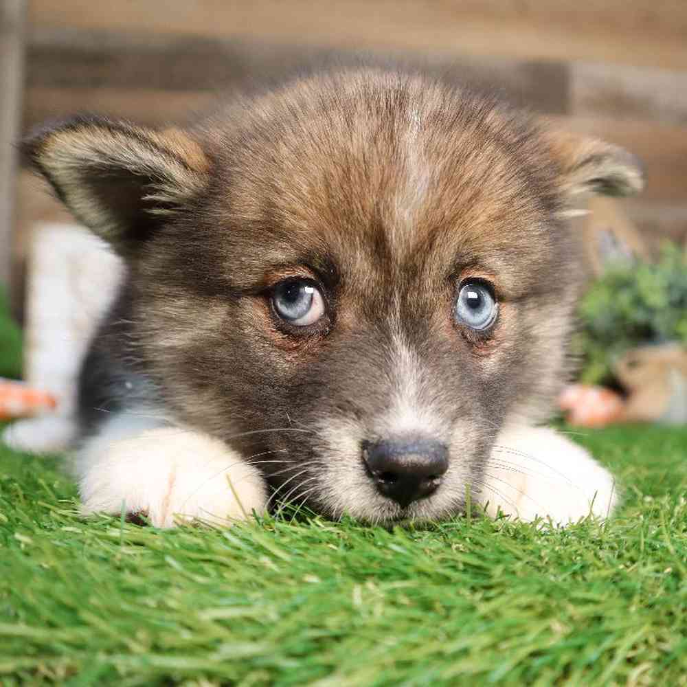 Female Pomsky Puppy for Sale in Blaine, MN