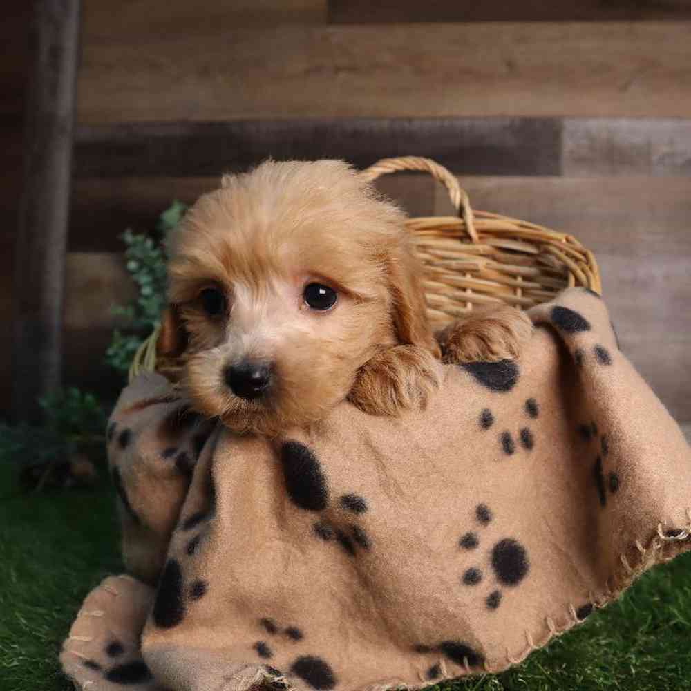 Image of a pet breed in the gallery
