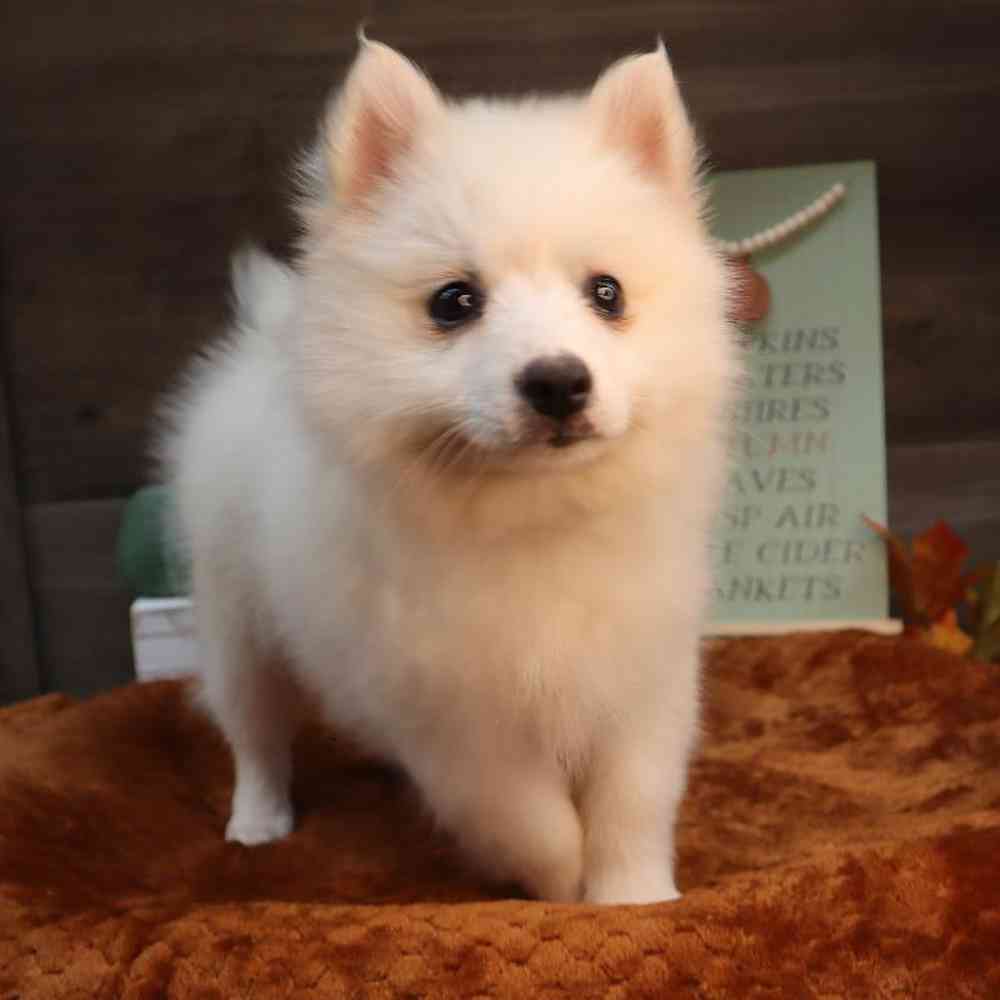 carousel pet images