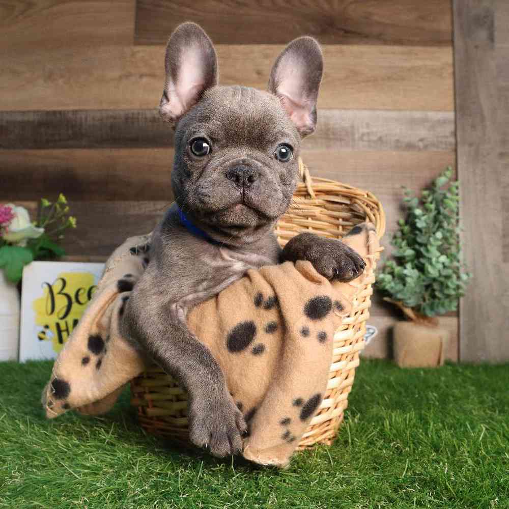 Male French Bulldog Puppy for Sale in Blaine, MN