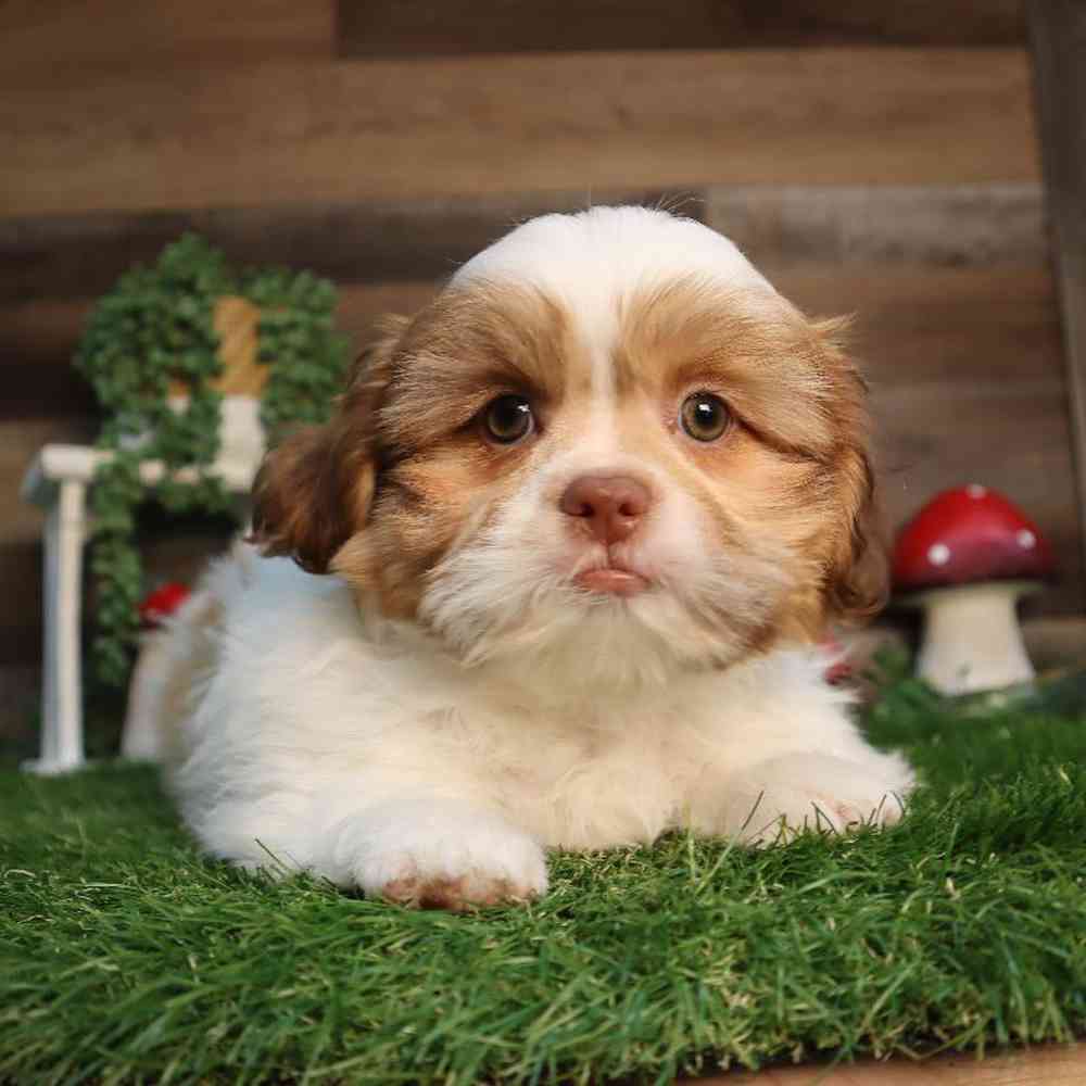 carousel pet images