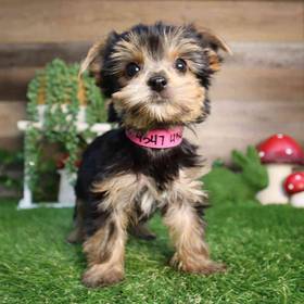 Yorkshire Terrier