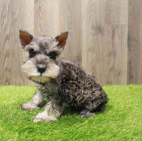 Mini Schnauzer