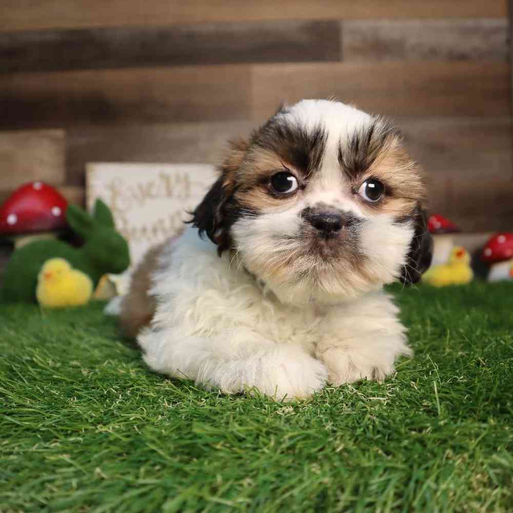 carousel pet images