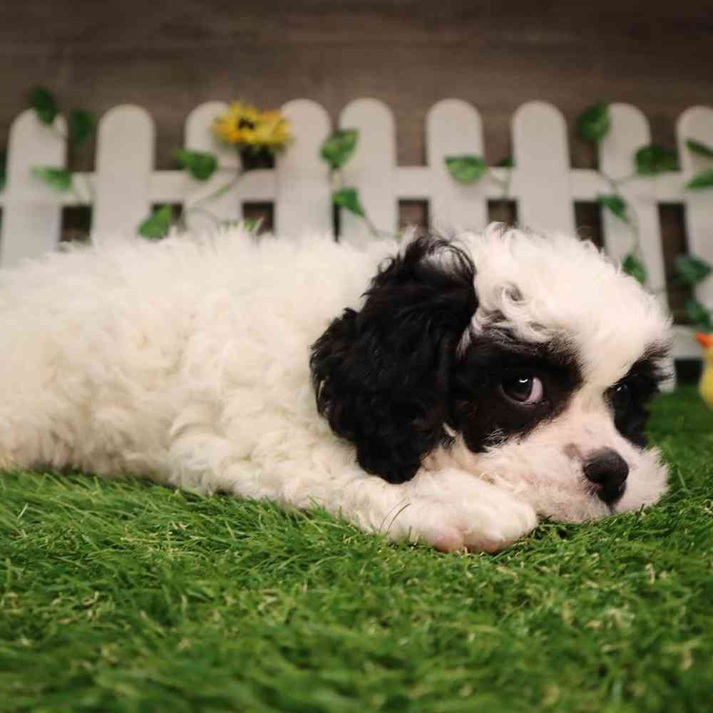 carousel pet images