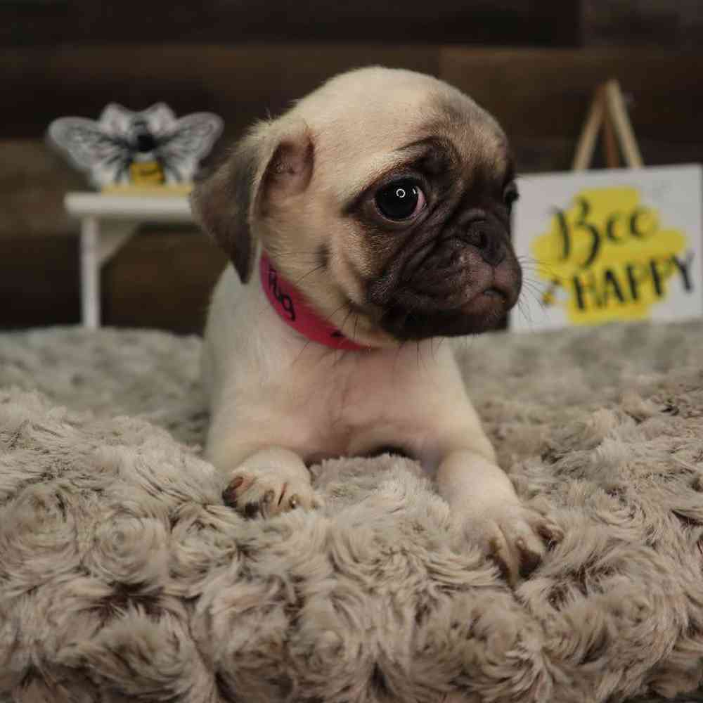 Pug Puppy for sale - Four Paws and a Tail