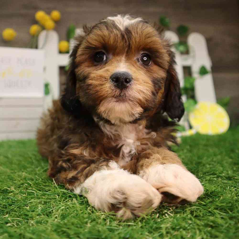 carousel pet images