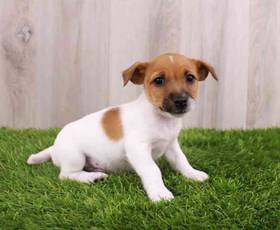 Jack Russell Terrier