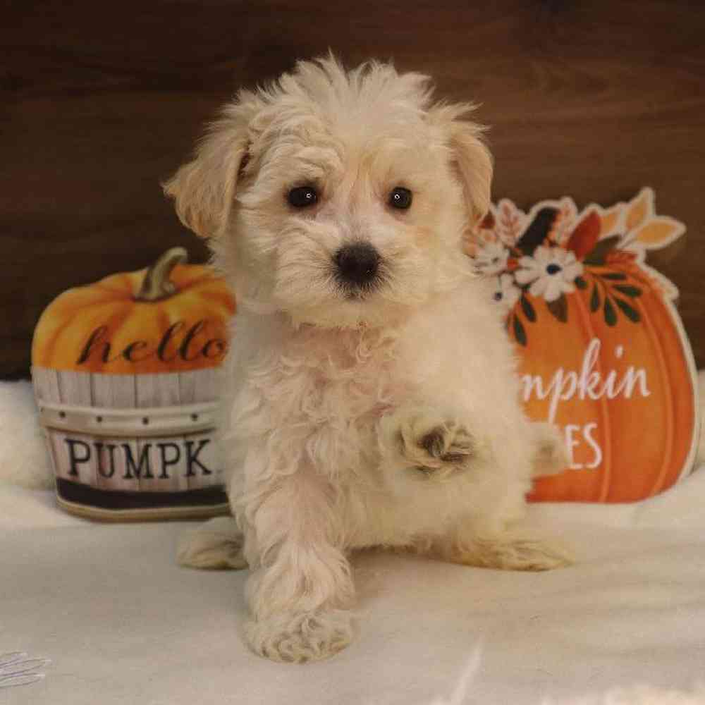 Male Maltichon Puppy for sale