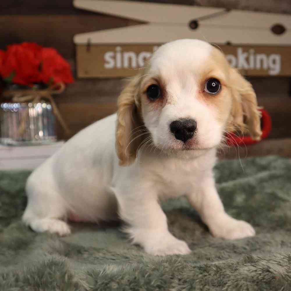 Male Cavachon Puppy for Sale in Blaine, MN