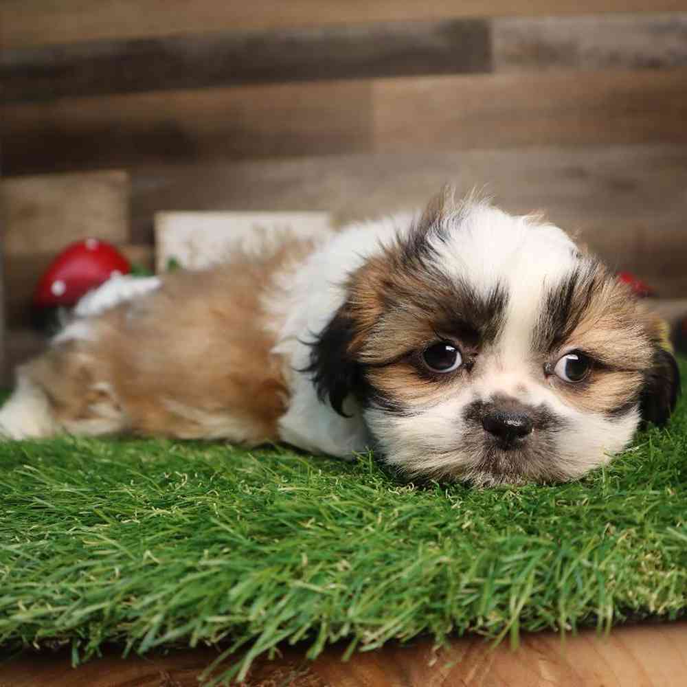 Male Shih Tzu Puppy for Sale in Blaine, MN