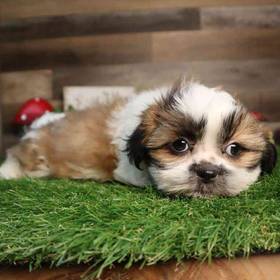 Shih Tzu