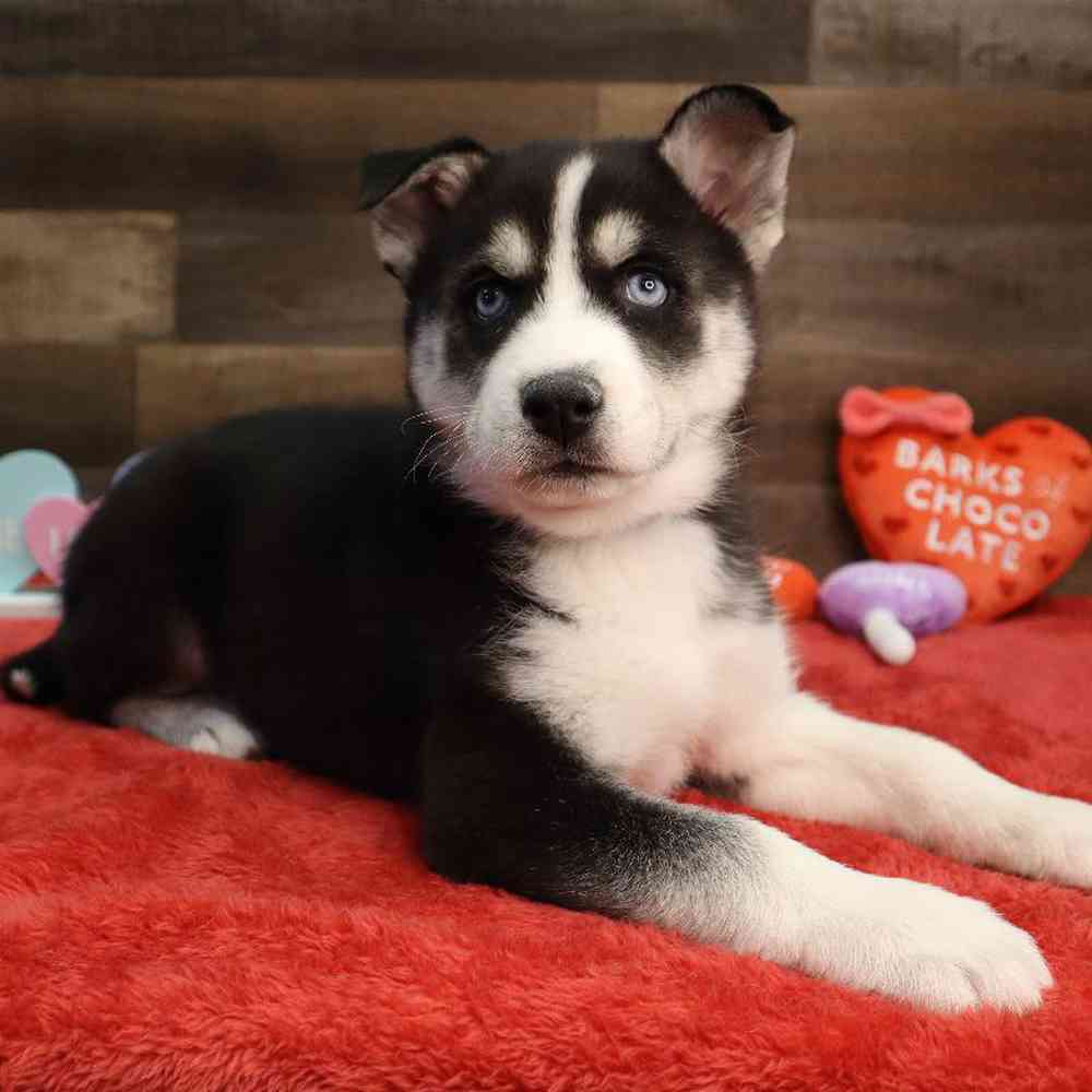 Male Pomsky Puppy for Sale in Blaine, MN