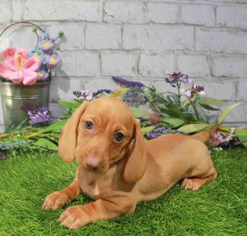 carousel pet images