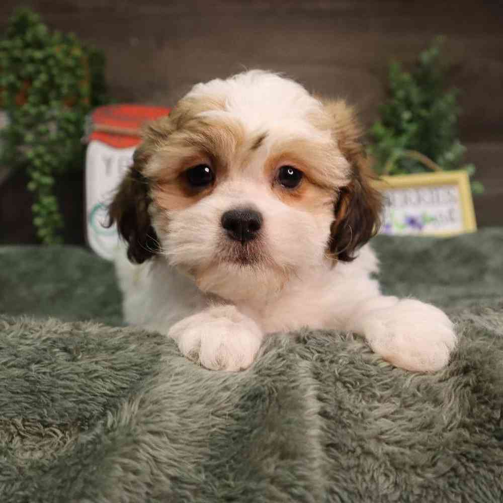carousel pet images