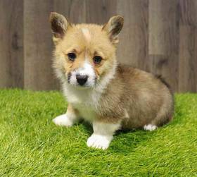 Pembroke Welsh Corgi