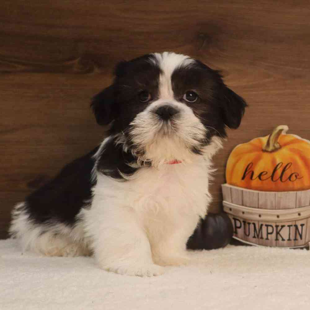 Male Shih Tzu Puppy for sale