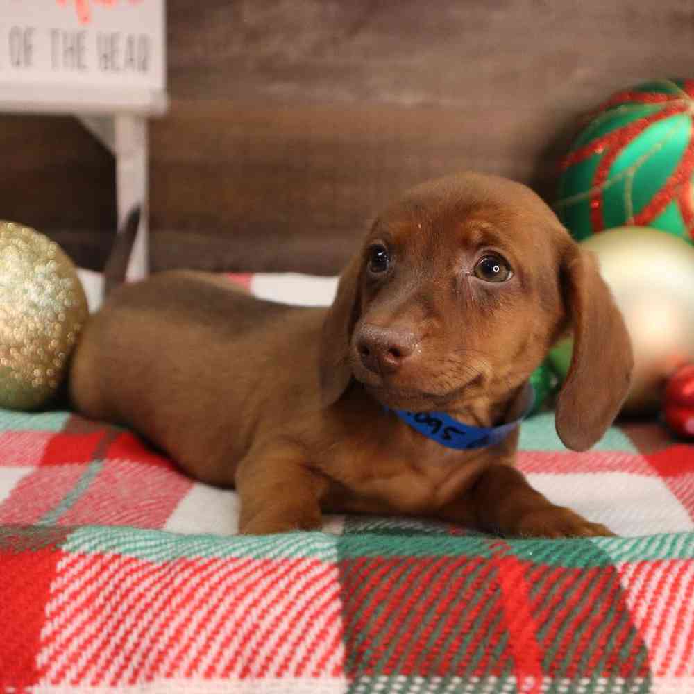 Male Dachshund Puppy for sale