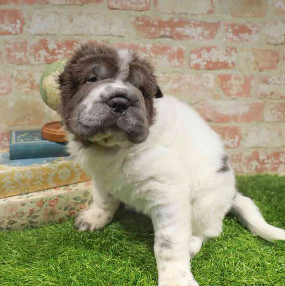 carousel pet images