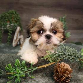 Shih Tzu