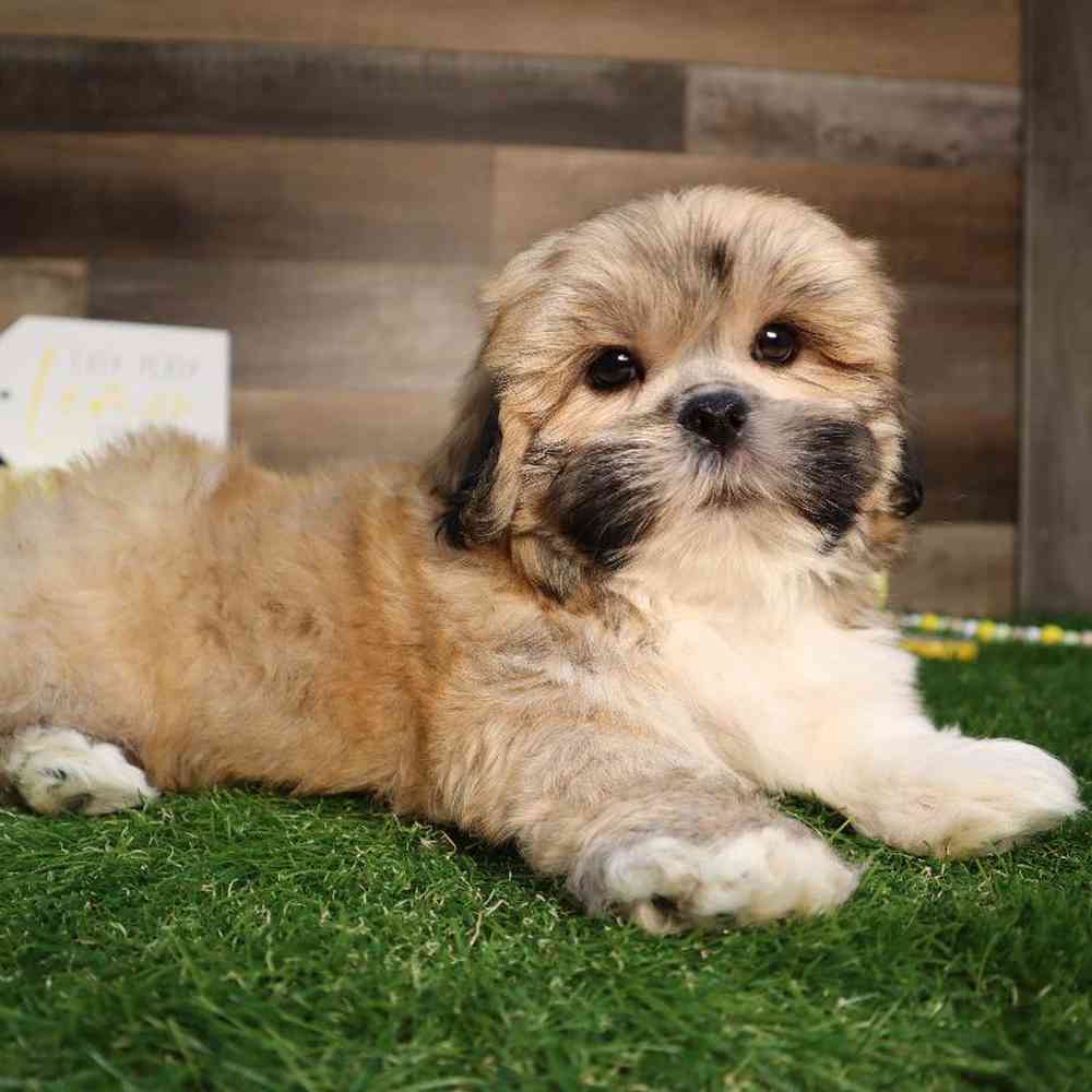carousel pet images