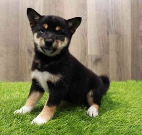 Shiba Inu