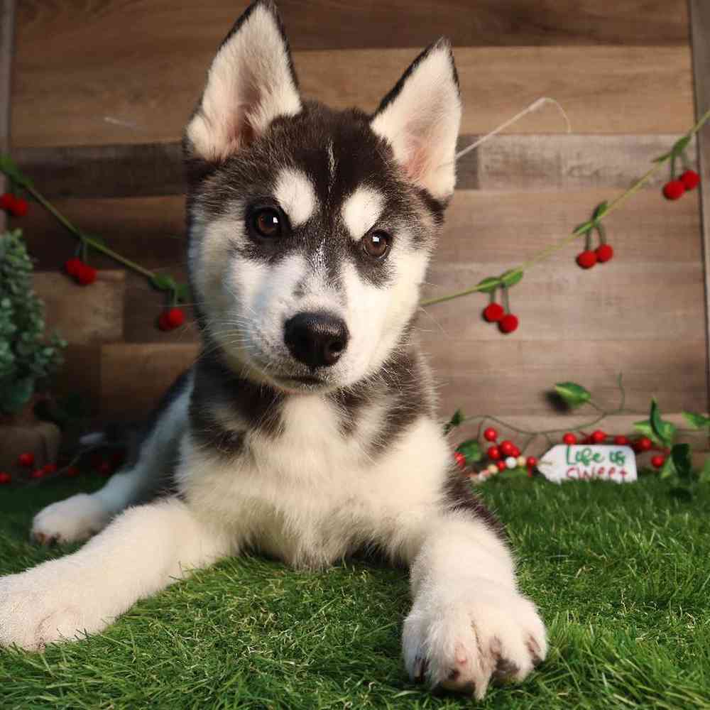 carousel pet images