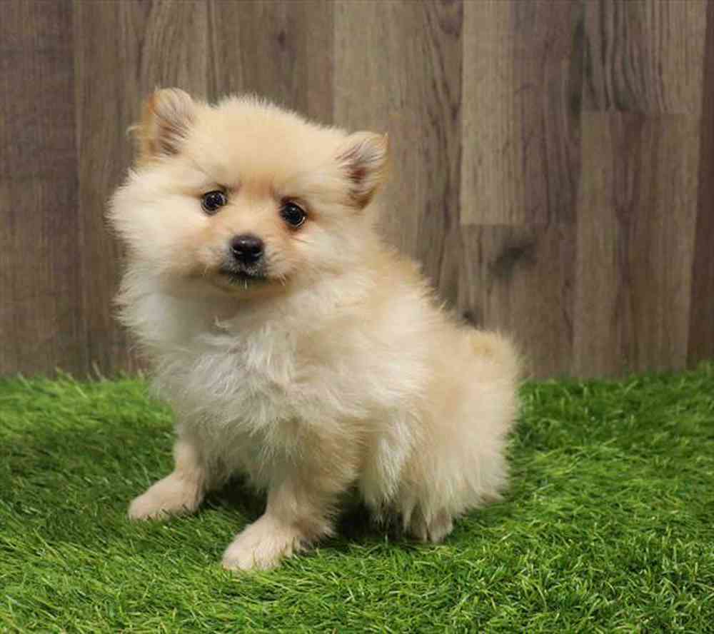 carousel pet images