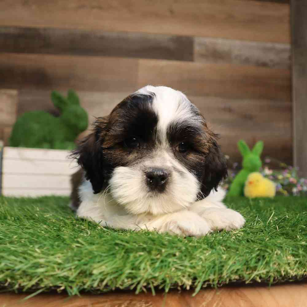 Male Teddy Bear Puppy for Sale in Blaine, MN
