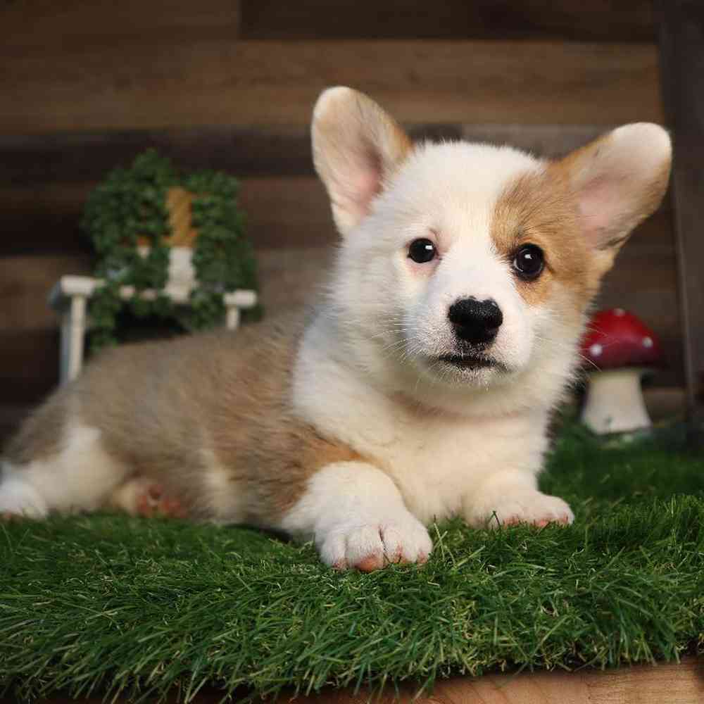 carousel pet images