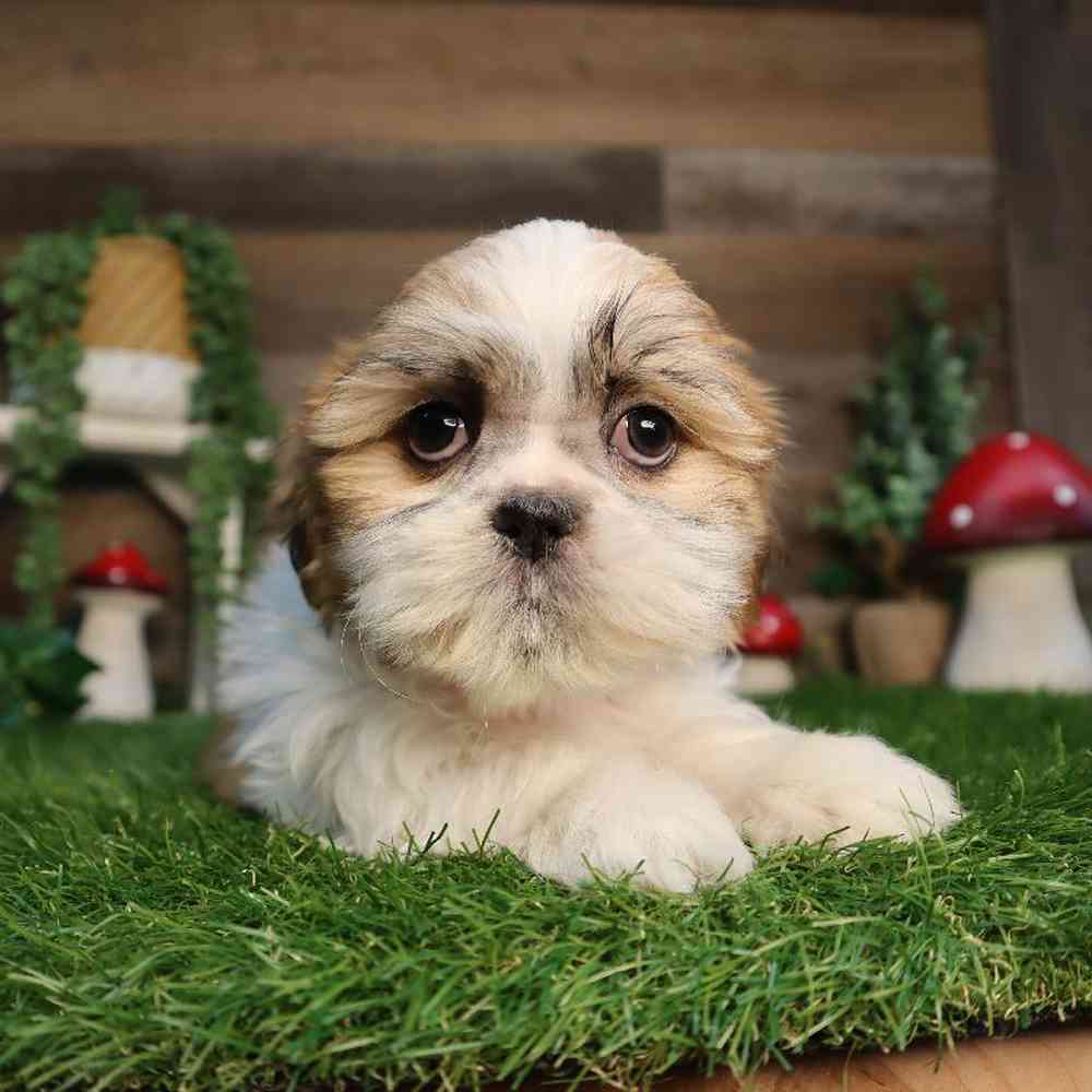 Female Malshi Puppy for Sale in Blaine, MN