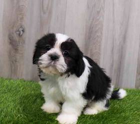 Shih Tzu