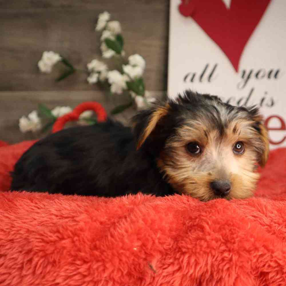 Male Yorkshire Terrier Puppy for Sale in Blaine, MN