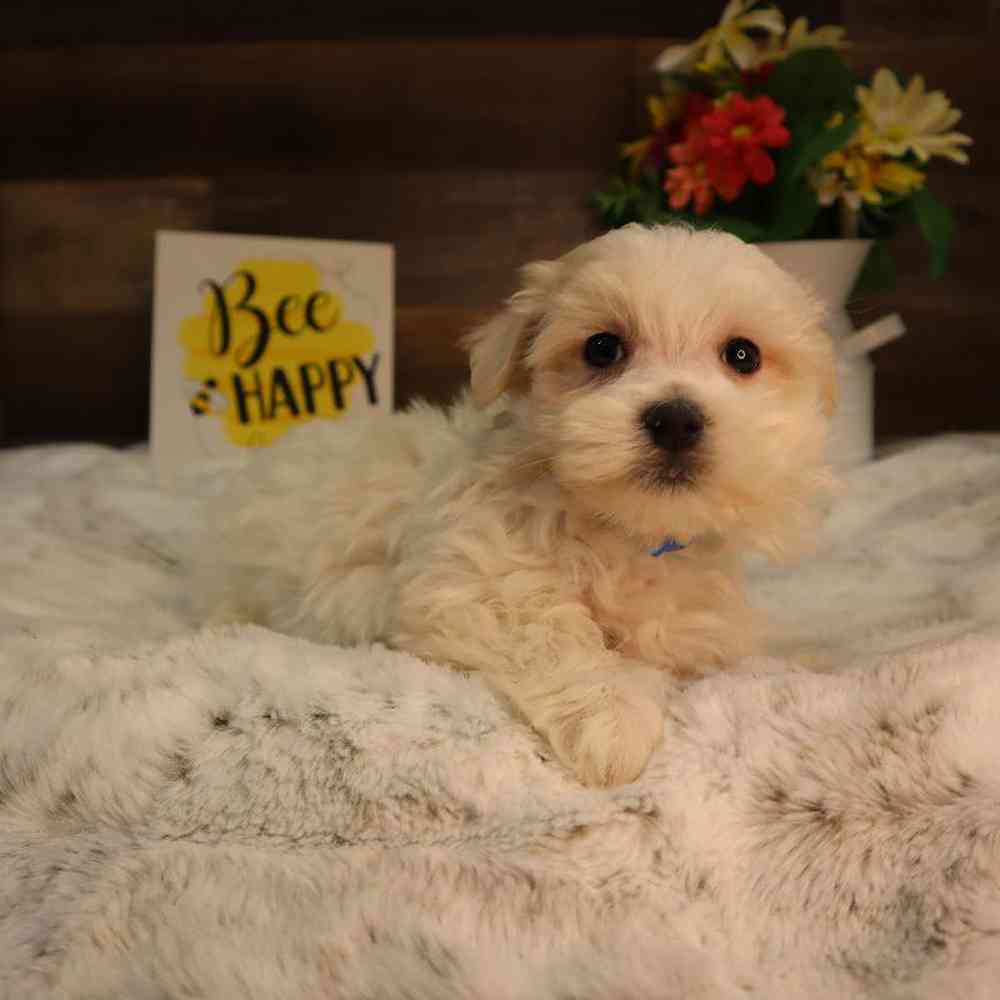 Male Maltese Puppy for Sale in Blaine, MN