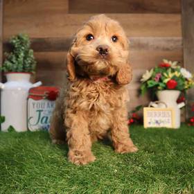 Cockapoo