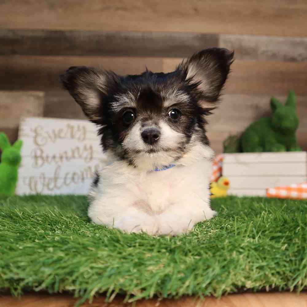 carousel pet images