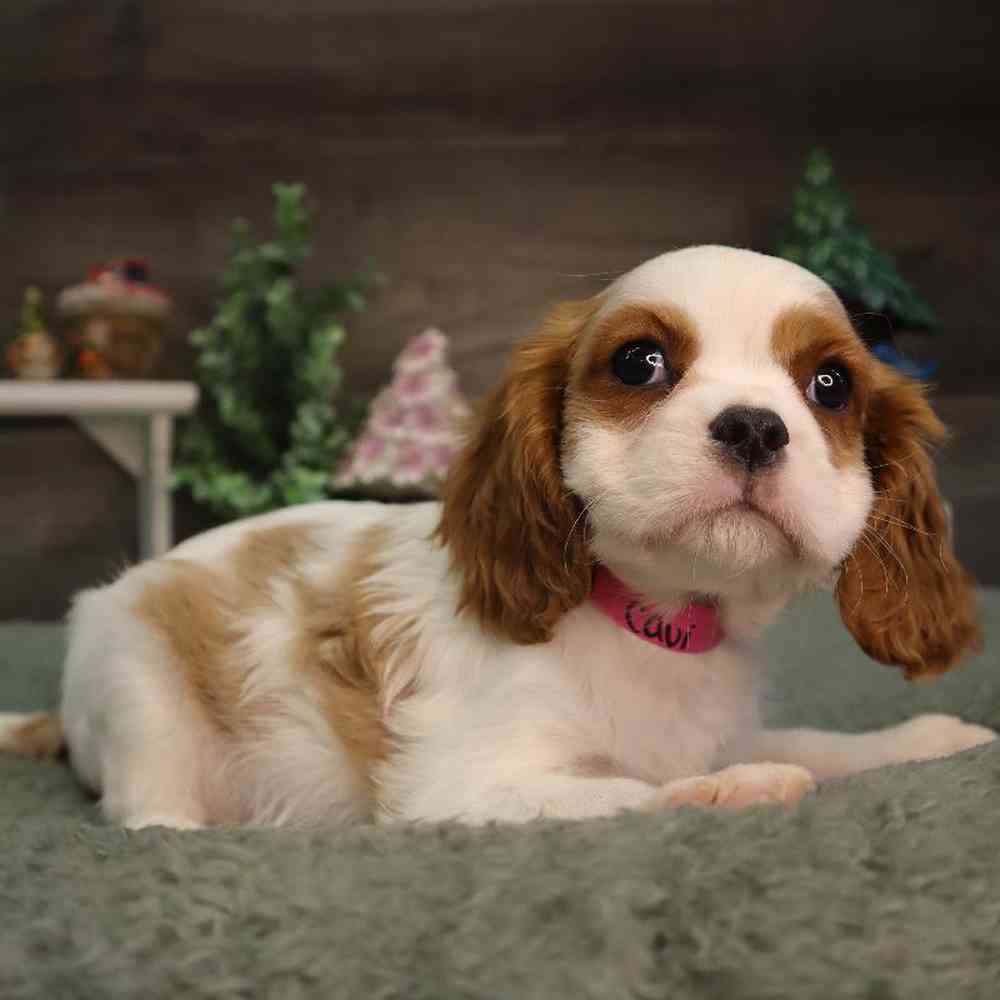 carousel pet images