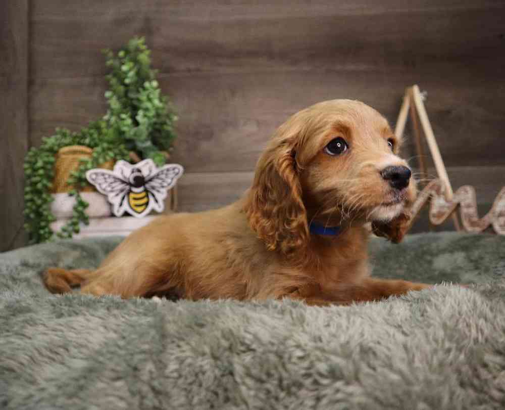 Male Cockapoo Puppy for Sale in Blaine, MN