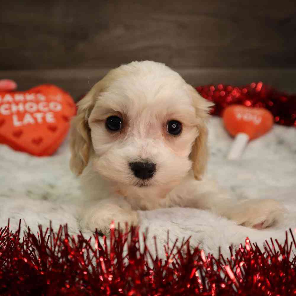 Male Cavachon Puppy for Sale in Blaine, MN