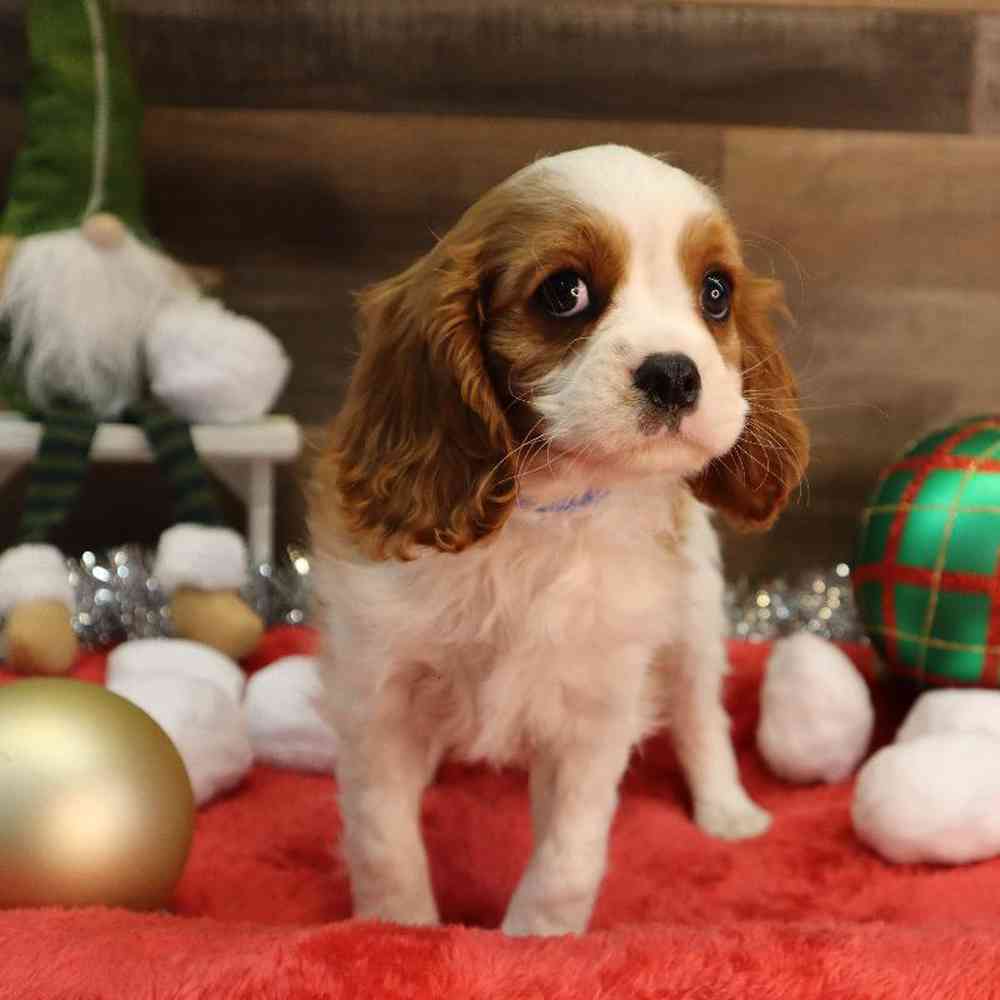 Male Cavalier King Charles Spaniel Puppy for sale