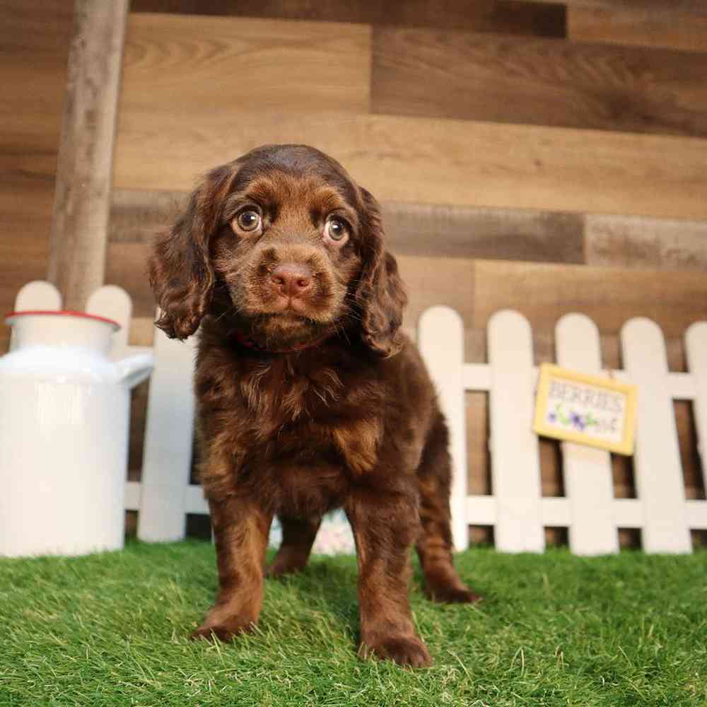 Female Cockapoo Puppy for Sale in Blaine, MN