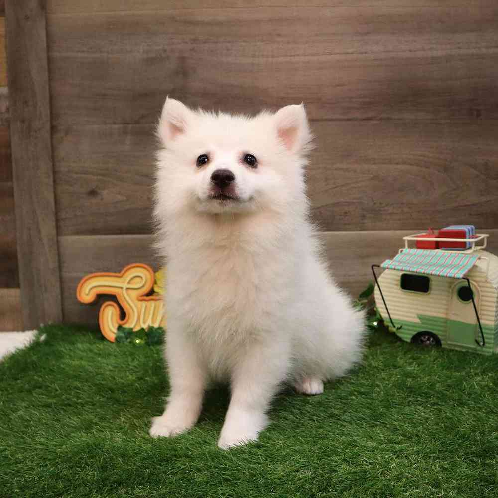 Male American Eskimo Puppy for sale