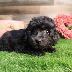 Bichon-Poo