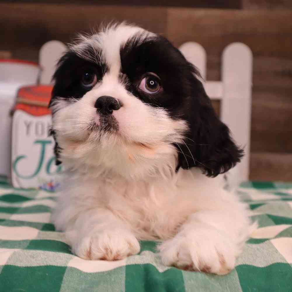 carousel pet images