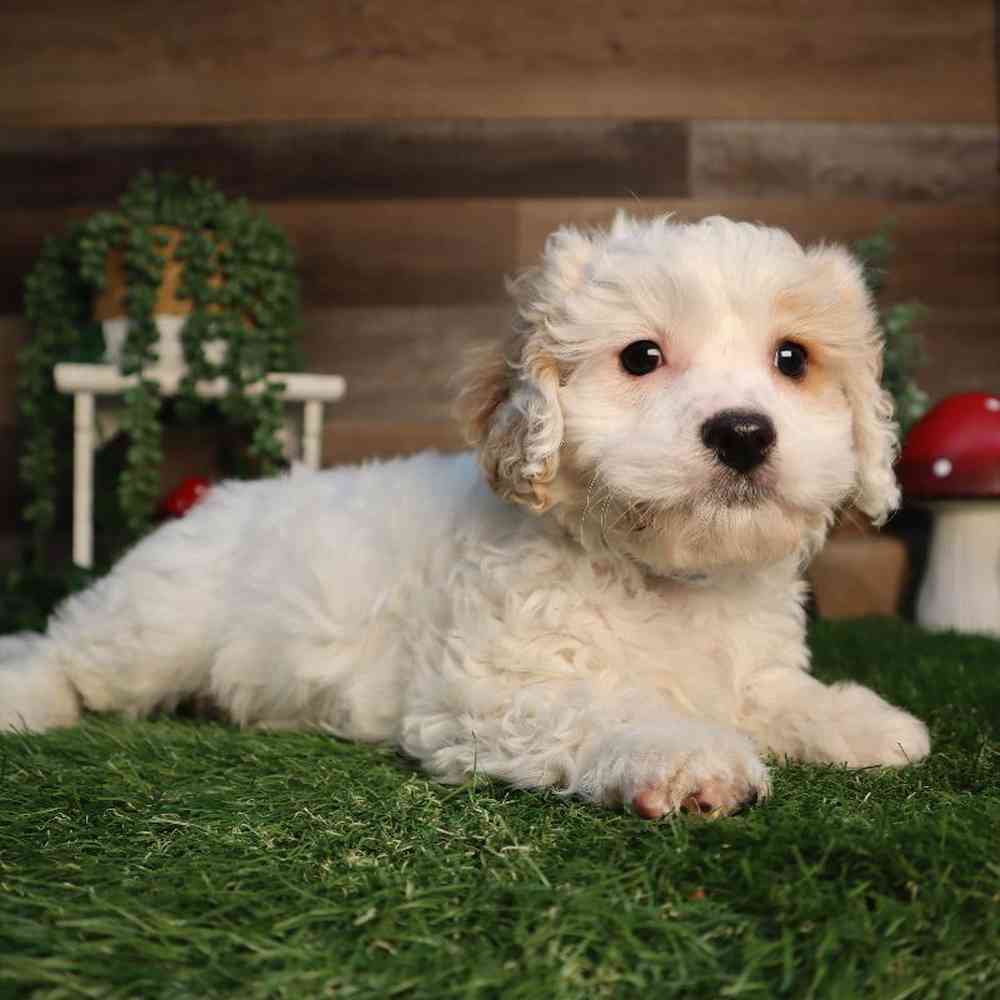 Image of a pet breed in the gallery